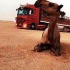 دنه وتريلاه نقل ابل الى جميع منطق المملكه
