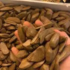 عود - عود مروكي ملكي كسر