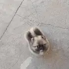 كلب بوميرينيان Pomeranian Dog تيدي فيس
