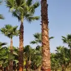 ابومحمد لتوريد جميع انواع. النخيل الواشنطني الملكي درجه.ملك