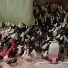 صيصان و دجاج بلدي للبيع