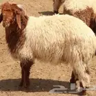 مطلوب نعاج او رخال ذبح
