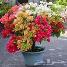 مشتل الحيا oالطبعيه نبتا ت د خلي و خر جي