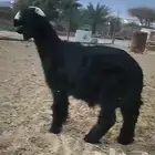 مشروع فحل نجدي