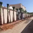 النخل البيع بجميع النواع ولمقسات خدمه متكامله توصل وغرس جده