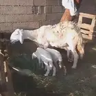 نعجة صنف تحتها رخلتين