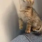 كتن اسكتوش ذكر. تايقر