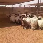 خرفان نعيمي بلدي طيبات