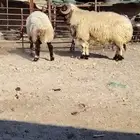 فحل نعيمي صنف للبيع