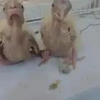 فروخ كوكتيل