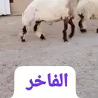 جدع نعيم صنف للبيع