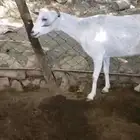 شاه للبيع ماشاءالله تبارك الله