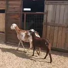 صاف شبب