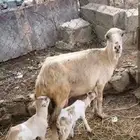 نعجه معها اثنين مشاءالله تبارك الله