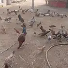 دجاج للبيع