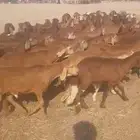 خرفان سواكن للتربية البيع جملة فقط