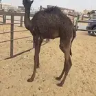 قعود تربيه