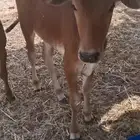 حسيل و حسيله ذكر و أنثى الصحه شرط من 2800 ريال