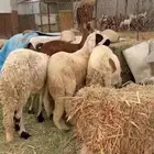 طليان سواكني بيض فل شحم