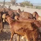 خرفان سواكن حمري