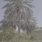 نخل للبيع