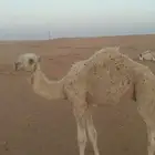 قعود جدة حاكم بن قريع