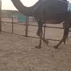 مجهم ضروبه