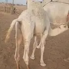ضرايب تحتها حشوانها قعدان