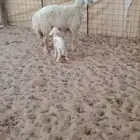 حريه مطفل مزاد 6ساعات