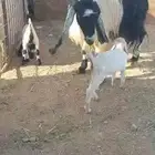 للبيع عنز فاخرة تحتها 2