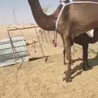 خلفه هديه تحتها قعود