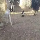 للبيع عنز مشروكة فاخرة تحتها 2