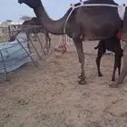 خلفه تحتها قعود هديه