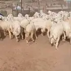 طليان سمان ونظاف