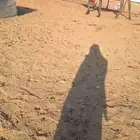 لقحه مجهم طيبه