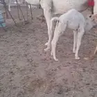 خلفه تحتها قعود