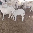 ضان شبب للبيع عددها 5 يتبعها 5 رخال