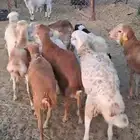 أعرض لكم طليان رفيدي حبشي و تيوس مستورد حبشية