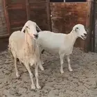 ثلاث حريات