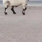فحل نعيم صنف للبيع