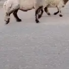 فحل نعيم صنف للبيع