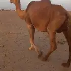 ناقه ملاقي باخره