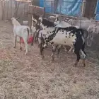 تيوس فحول عدد سته نظيفه وسليمه