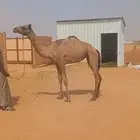 بكره هجن حقه