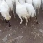 يوجد لدينا ضان رفيددات مولدات ودفيع