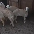 جذعات وثنايا حرش
