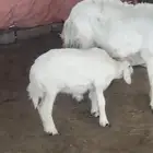 نعجه طيبه معاها ولدها خروف طيب ما شاء الله