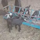 معزا ولد متاومات 5 عيالها 8 كلها تيوس وجفره