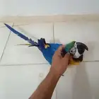 مكاو بلو اند قولد اليف هدد