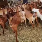 معز دهم الادد 16التبع 4الباقي دفيع مراح واحد